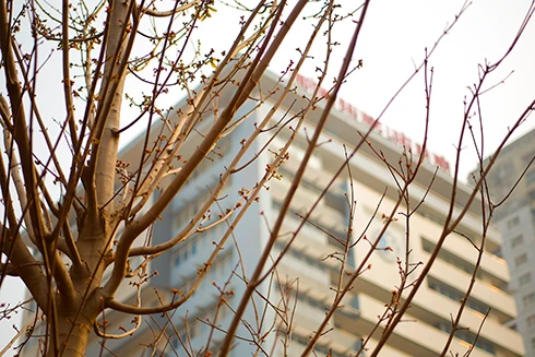 Hàng cây phong nảy lộc đón Tết Mậu Tuất 2018