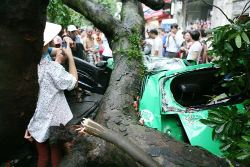 Chùm ảnh bão số 5 làm đổ cây hàng loạt, đè chết người