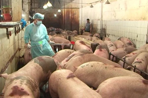 Tập trung giải quyết tình trạng sử dụng thuốc kháng sinh trong chăn nuôi