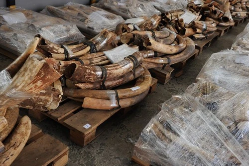 Quan chức Trung Quốc lợi dụng công vụ mua hàng tấn ngà voi trái phép