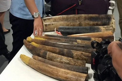 Sân bay Nội Bài: Phát hiện vụ vận chuyển ngà voi, sừng tê giác cực lớn