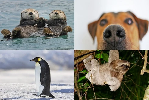 [ẢNH] Những khám phá thú vị về thế giới động vật khiến nhiều người phải kinh ngạc