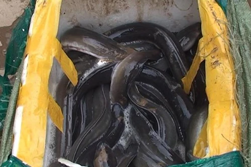 Phát hiện hơn 4 tấn thủy sản, nội tạng nhập lậu