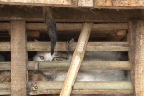 Phát hiện xe tải chở 3 tấn mèo nhập lậu