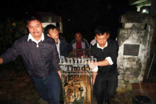 Bàn giao hai cá thể hổ cho Trung tâm động vật hoang dã Sóc Sơn chăm sóc