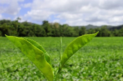 Nữ sinh vứt con trong nông trại ngay sau khi sinh