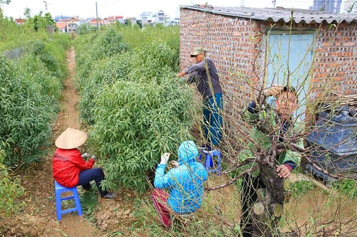 Làng đào Nhật Tân hối hả vào vụ Tết