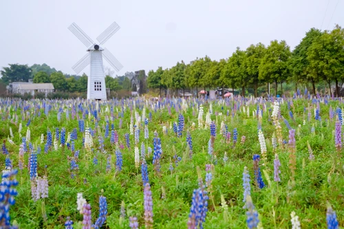 Có một cánh đồng hoa đậu lupin giữa lòng Hà Nội 