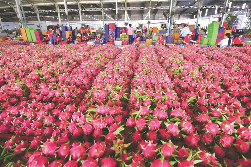 Tìm lối thoát cho 300.000 tấn thanh long đến kỳ thu hoạch như thế nào? 