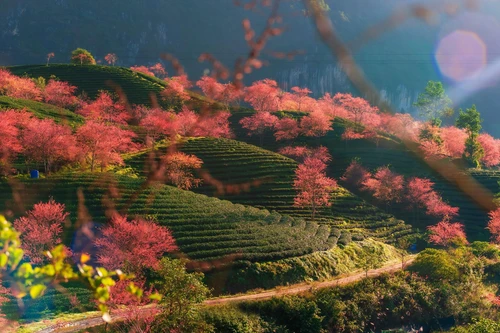 Mai anh đào bung nở đón Xuân 