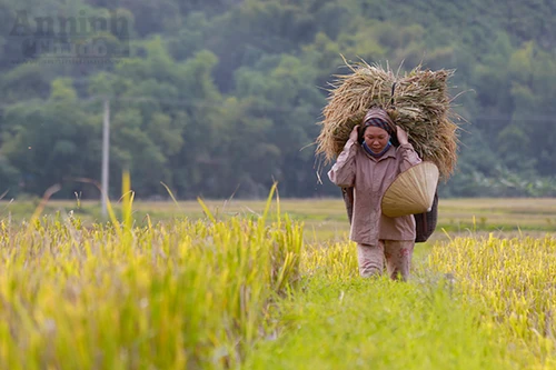Đẹp ngỡ ngàng Mai Châu mùa gặt
