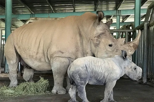 Kỷ lục 4 tê giác con chào đời trong vòng 16 tháng tại Vinpearl Safari