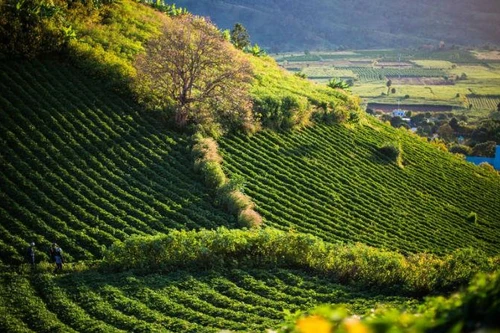 Làn sóng “bỏ phố về rừng”, theo chân “ông lớn” lên Tây Nguyên “săn” đất
