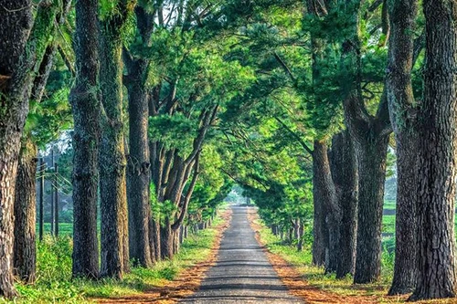 Được ví như “Đà Lạt thứ 2”, đâu là lực đẩy đưa du lịch Gia Lai cất cánh? 