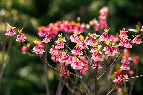Chiêu đãi vô vàn trải nghiệm, Sun World Ba Na Hills hút khách du xuân
