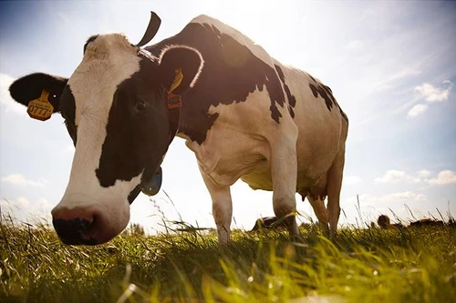 Lần đầu tiên, Friso Prestige với công thức dinh dưỡng đột phá và độc quyền có mặt tại thị trường Việt Nam