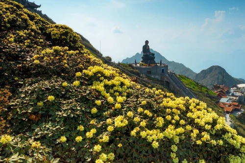 Lên đỉnh Fansipan săn đỗ quyên, bất ngờ lạc vào ‘xứ sở hoa'