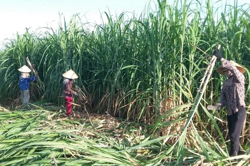 NASU đồng hành cùng người nông dân phát triển kinh tế tuần hoàn, làm giàu bền vững từ cây mía