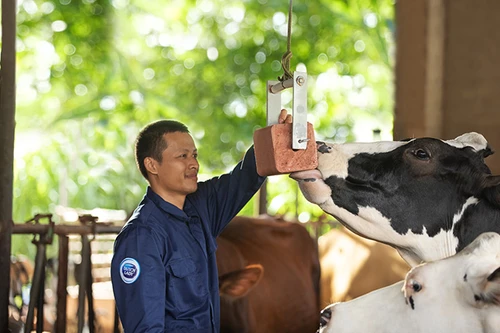 Cô Gái Hà Lan và hành trình kiến tạo giá trị cho ngành chăn nuôi bò sữa bền vững