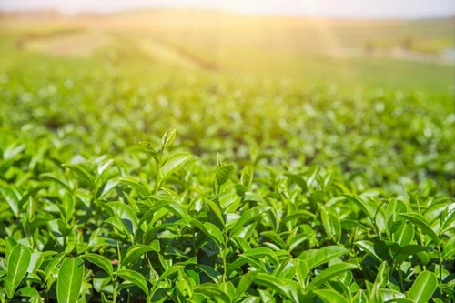 TH true TEA: Từ những búp trà tuyển chọn tới chai trà hoàn toàn từ thiên nhiên