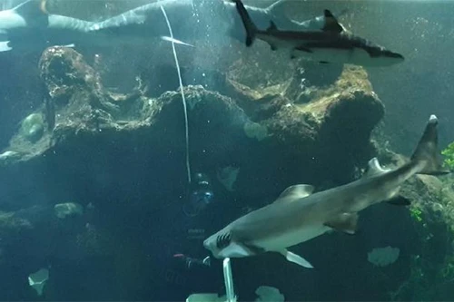 Chuyện ‘ngôn tình’ đặc biệt dưới lòng đại dương