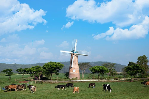 Phát triển nông nghiệp theo hướng bền vững: Nhìn từ hệ thống trang trại bò sữa Vinamilk