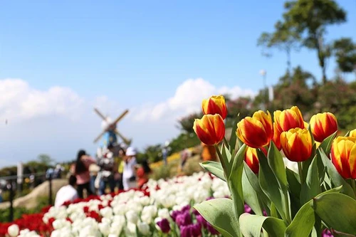 Hàng trăm ngàn du khách nô nức lên ngắm hoa tulip lần đầu xuất hiện trên đỉnh Núi Bà Tây Ninh