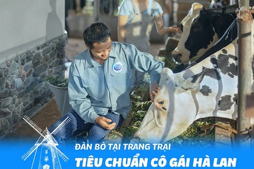 Bí quyết thành công của Cô Gái Hà Lan tại Việt Nam