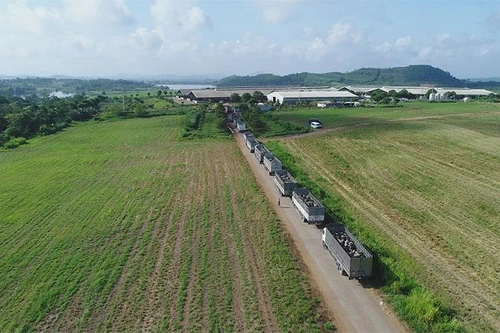 Vững đà tăng trưởng, TH true MILK đón đàn bò sữa cao sản nhập khẩu đầu tiên trong năm 2021