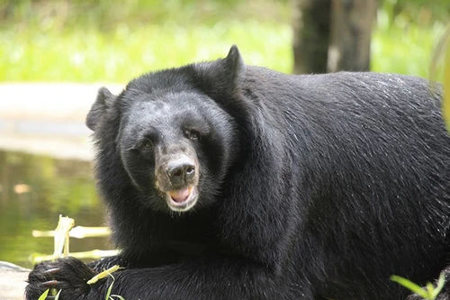 Vinpearl Safari hồi sinh thần kỳ cho gấu ngựa