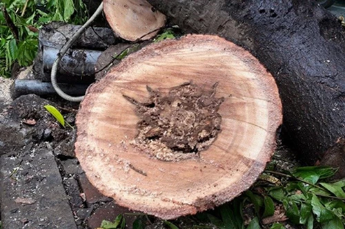 Cây dâu da xoan lớn bật gốc trên đường Đê La Thành