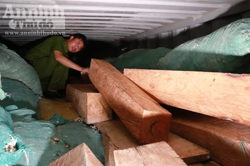 Hà Tĩnh: Bắt xe container chở sắn khô "cõng" theo gỗ lậu