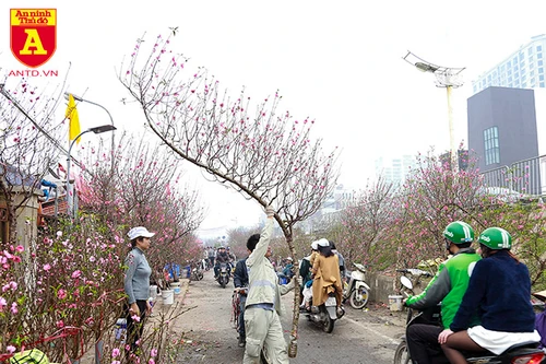 Chợ hoa Nhật Tân tấp nập những ngày cuối năm