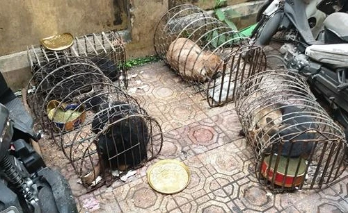 Thu súng bắn điện, xe máy bị tẩy số khung tại nhà ‘đầu nậu’ thịt chó