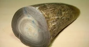 Người đàn ông nhập cảnh cùng gần 8kg sừng tê giác