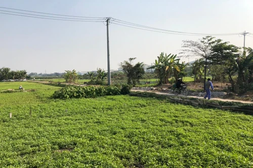 Tuân thủ nghiêm quy định của Nhà nước trong triển khai Dự án Khu tưởng niệm danh nhân Chu Văn An