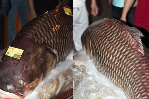 Hà Nội: Nhà hàng xẻ thịt cá "khủng" dài 1,6m, giá 200 triệu đồng