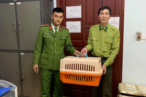 Công an quận Bắc Từ Liêm bắt đối tượng vận chuyển cầy vằn quý hiếm