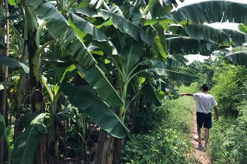 Tạm giữ hình sự gã đàn ông giở trò đồi bại bé gái 12 tuổi trong vườn chuối