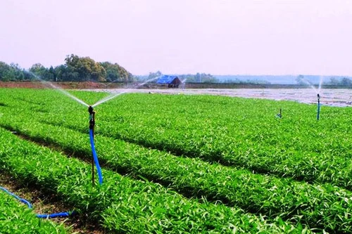 Vingroup ra mắt mẻ rau sạch đầu tiên