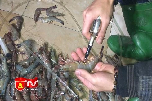 Cận cảnh tiêm tạp chất vào tôm