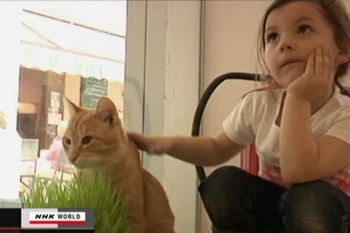 "Cafe mèo Nhật Bản" xuất hiện tại thủ đô nước Áo