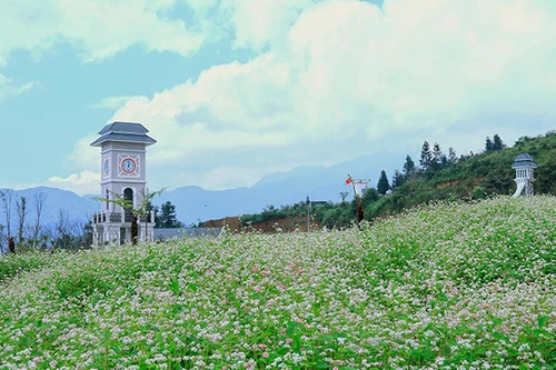 Ngẩn ngơ mùa hoa tam giác mạch Tây Bắc