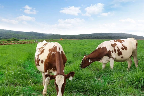 Trang trại bò sữa organic theo tiêu chuẩn châu Âu đầu tiên tại Việt Nam của Vinamilk