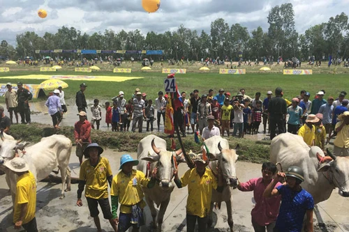 Number 1 mang đến không khí náo nhiệt cho Lễ hội đua bò Bảy Núi