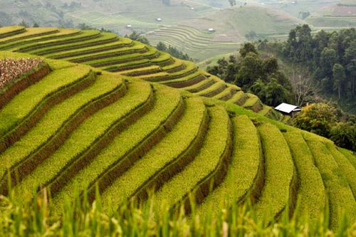 Mê mải Mù Cang Chải mùa lúa chín