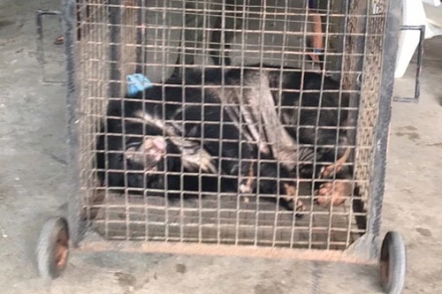 Giải cứu thêm 2 cá thể gấu ngựa
