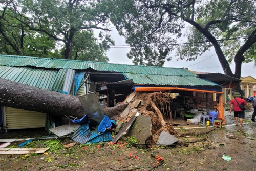 Nhanh chóng di dời cây cổ thụ đổ rạp vào Đền Và Sơn Tây