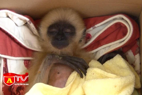 Nhân viên đường sắt vận chuyển thuê động vật quý hiếm