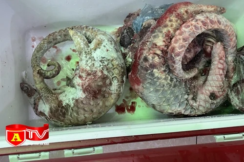 Khởi tố chủ nhà hàng về vi phạm quy định về bảo vệ động vật nguy cấp, quý, hiếm